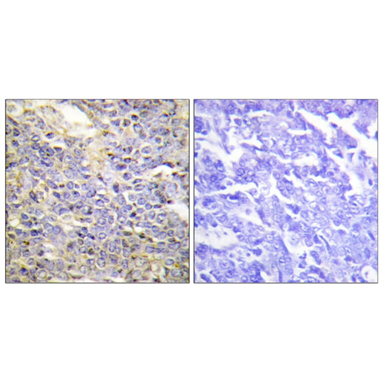 Immunohistochemistry - Anti-Caspase 9 Antibody (B0060) - Antibodies.com