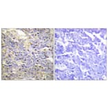 Immunohistochemistry - Anti-Caspase 9 Antibody (B0060) - Antibodies.com