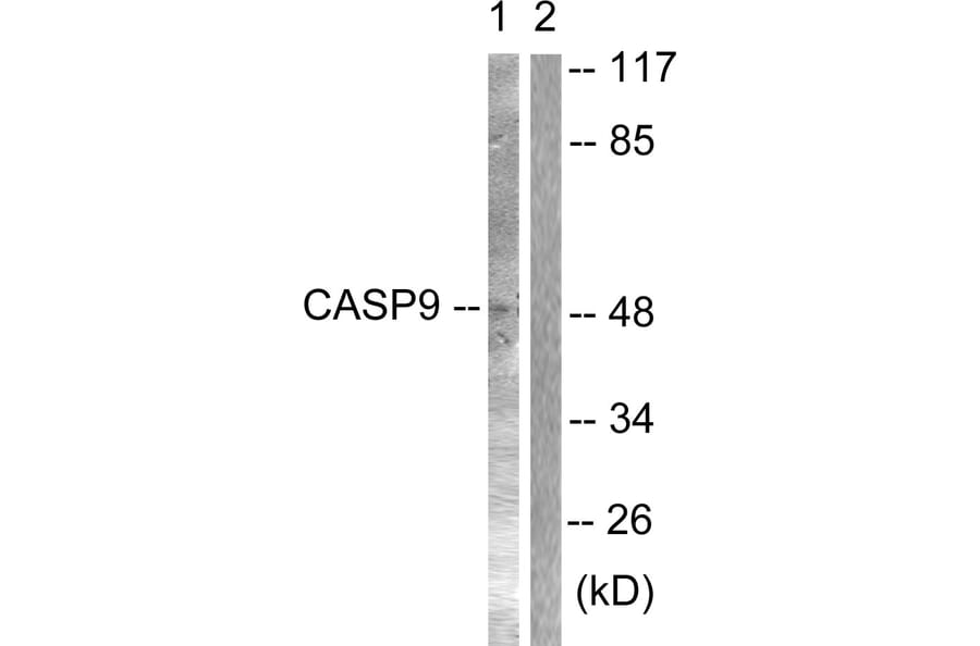 Western Blot - Anti-Caspase 9 Antibody (B0060) - Antibodies.com