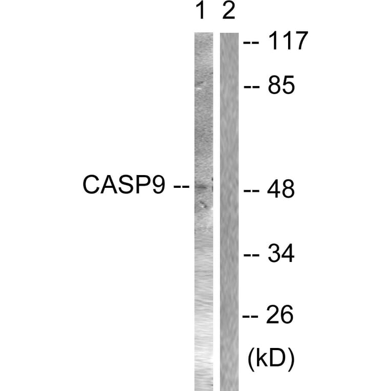 Western Blot - Anti-Caspase 9 Antibody (B0060) - Antibodies.com