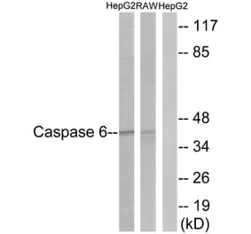 Western Blot - Anti-Caspase 6 Antibody (B0058) - Antibodies.com