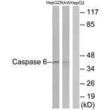 Western Blot - Anti-Caspase 6 Antibody (B0058) - Antibodies.com