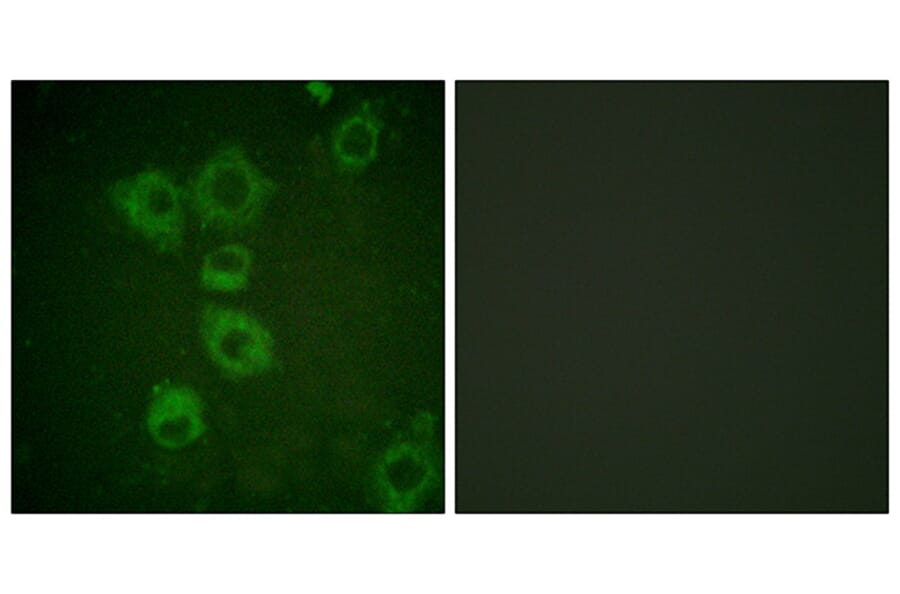Immunofluorescence - Anti-Caspase 6 Antibody (B0058) - Antibodies.com