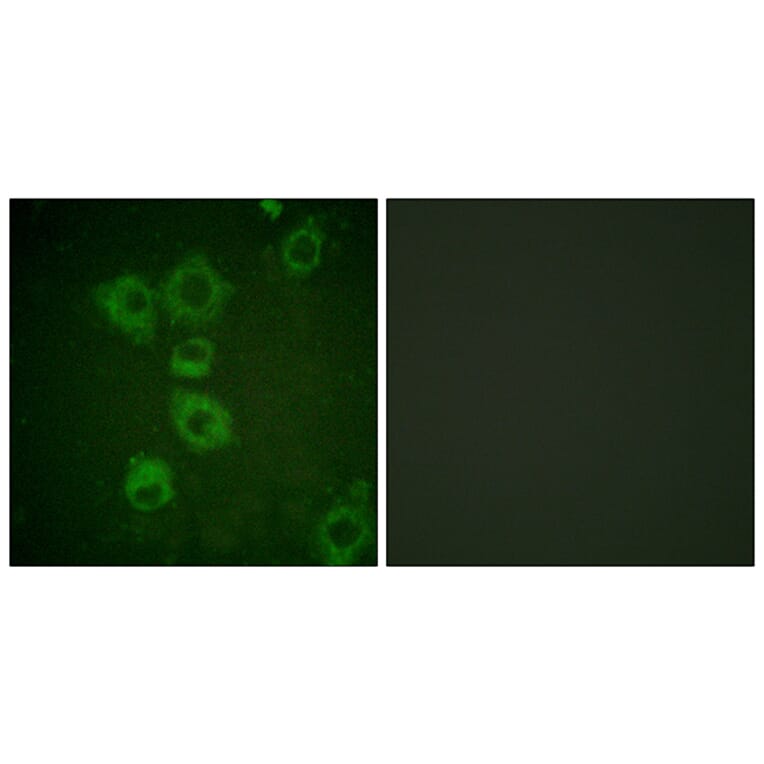 Immunofluorescence - Anti-Caspase 6 Antibody (B0058) - Antibodies.com