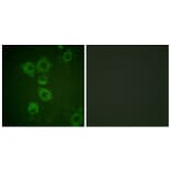 Immunofluorescence - Anti-Caspase 6 Antibody (B0058) - Antibodies.com