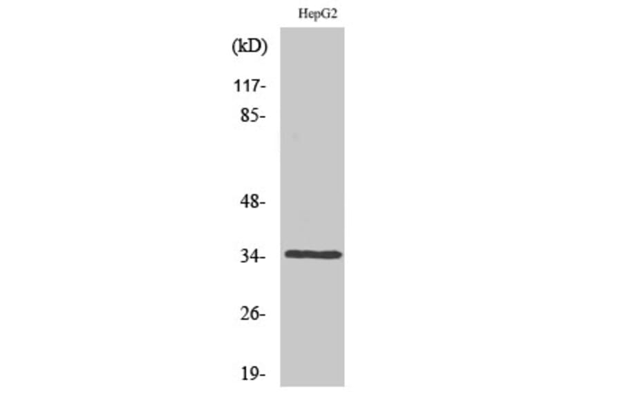 Western Blot - Anti-Caspase 6 Antibody (B0058) - Antibodies.com