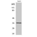 Western Blot - Anti-Caspase 6 Antibody (B0058) - Antibodies.com