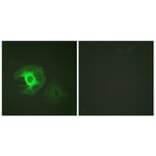 Immunofluorescence - Anti-Caldesmon Antibody (B0462) - Antibodies.com