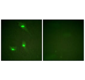 Immunofluorescence - Anti-GTPase Activating Protein (phospho Ser387) Antibody (A1032) - Antibodies.com