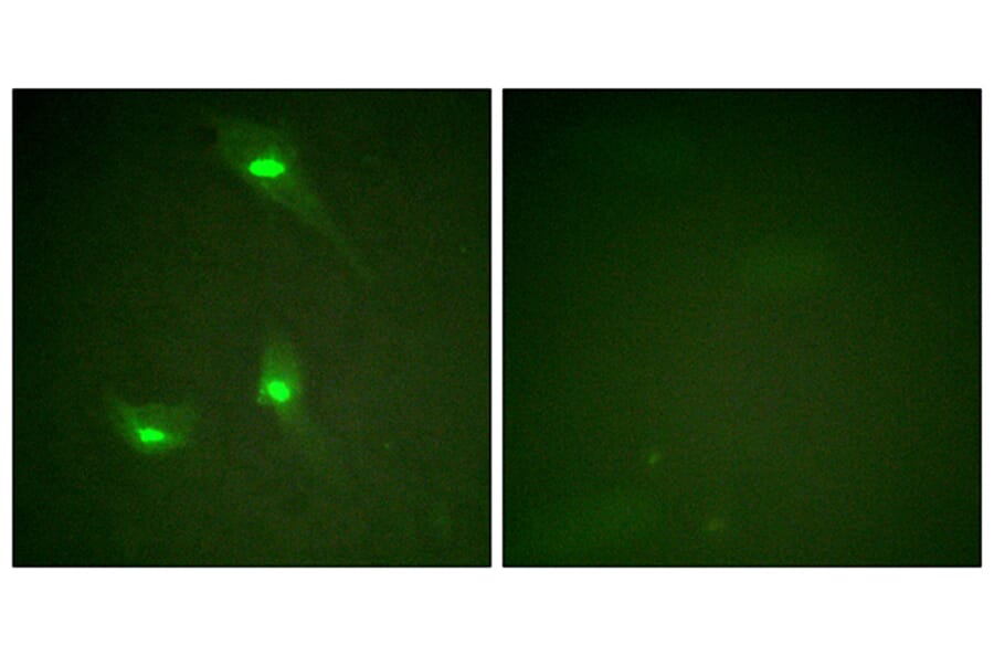 Immunofluorescence - Anti-GTPase Activating Protein (phospho Ser387) Antibody (A1032) - Antibodies.com