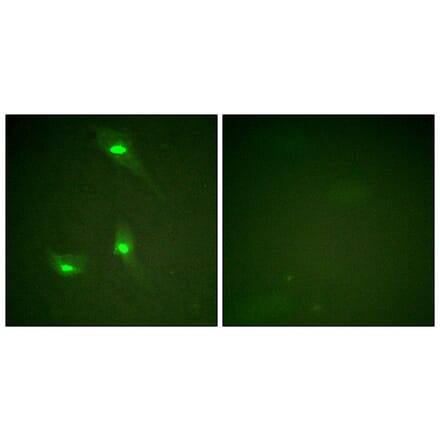 Immunofluorescence - Anti-GTPase Activating Protein (phospho Ser387) Antibody (A1032) - Antibodies.com