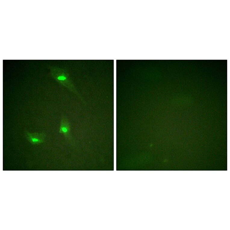 Immunofluorescence - Anti-GTPase Activating Protein (phospho Ser387) Antibody (A1032) - Antibodies.com