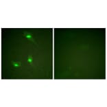 Immunofluorescence - Anti-GTPase Activating Protein (phospho Ser387) Antibody (A1032) - Antibodies.com