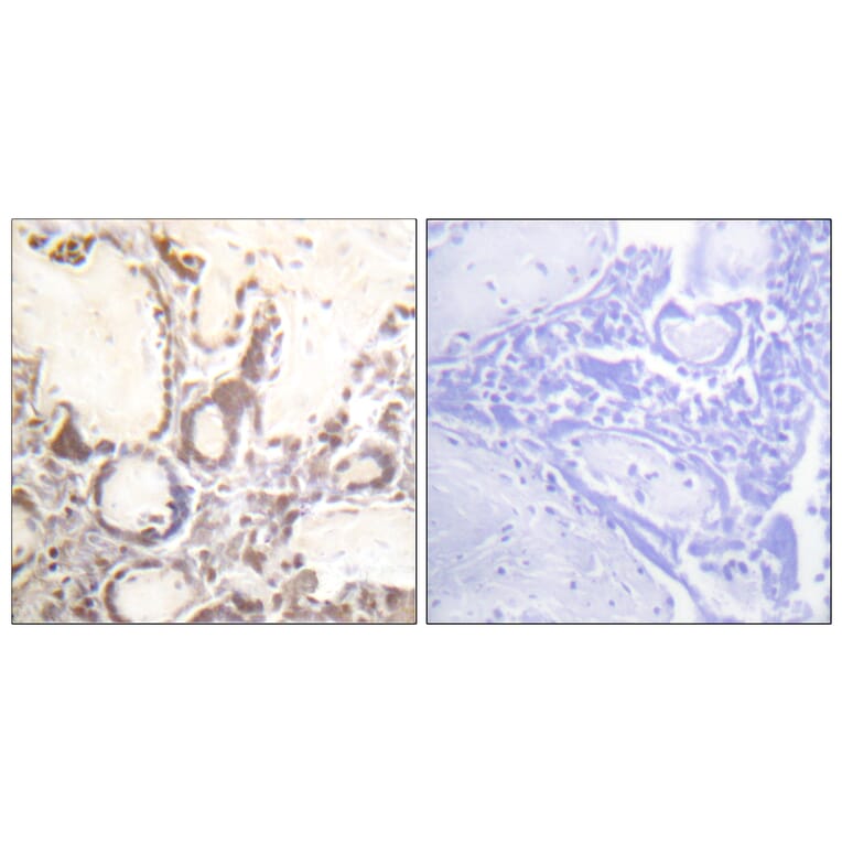 Immunohistochemistry - Anti-GTPase Activating Protein (phospho Ser387) Antibody (A1032) - Antibodies.com