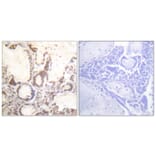 Immunohistochemistry - Anti-GTPase Activating Protein (phospho Ser387) Antibody (A1032) - Antibodies.com