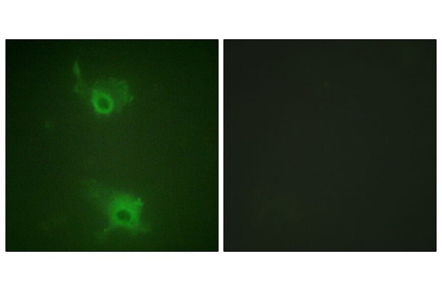 Immunofluorescence - Anti-S1P Receptor EDG1 (phospho Thr236) Antibody (A1180) - Antibodies.com