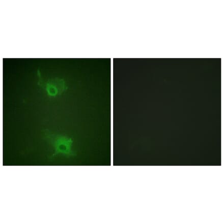 Immunofluorescence - Anti-S1P Receptor EDG1 (phospho Thr236) Antibody (A1180) - Antibodies.com