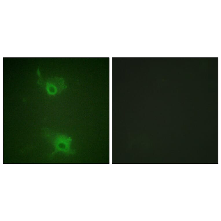 Immunofluorescence - Anti-S1P Receptor EDG1 (phospho Thr236) Antibody (A1180) - Antibodies.com
