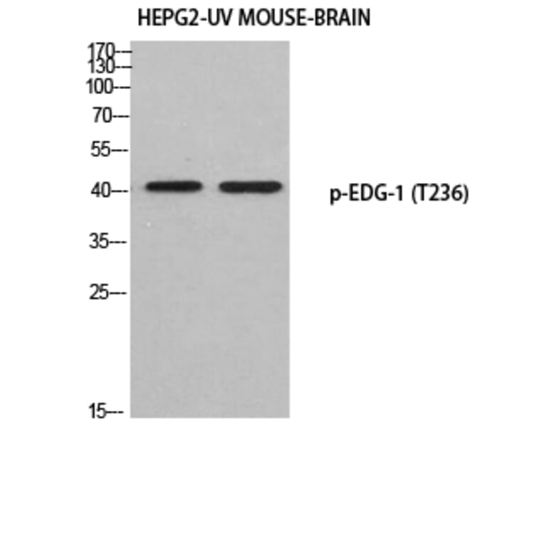 Western Blot - Anti-S1P Receptor EDG1 (phospho Thr236) Antibody (A1180) - Antibodies.com