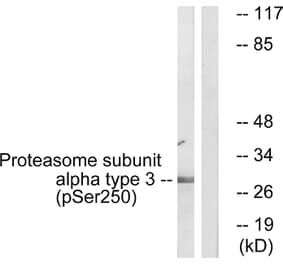 Western Blot - Anti-Proteasome alpha3 (phospho Ser250) Antibody (A1229) - Antibodies.com