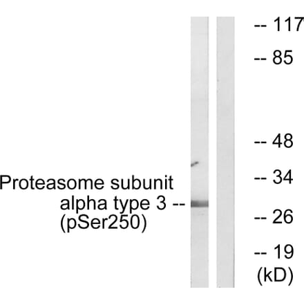 Western Blot - Anti-Proteasome alpha3 (phospho Ser250) Antibody (A1229) - Antibodies.com