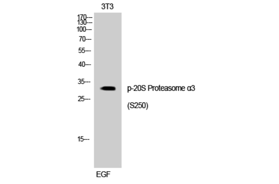 Western Blot - Anti-Proteasome alpha3 (phospho Ser250) Antibody (A1229) - Antibodies.com