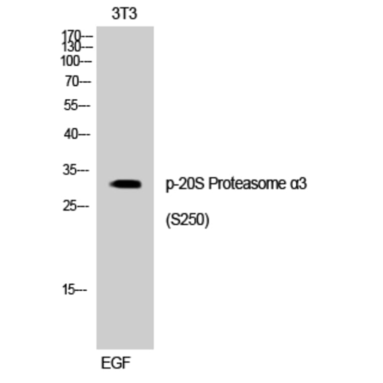 Western Blot - Anti-Proteasome alpha3 (phospho Ser250) Antibody (A1229) - Antibodies.com