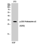 Western Blot - Anti-Proteasome alpha3 (phospho Ser250) Antibody (A1229) - Antibodies.com