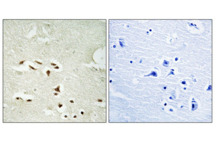 Immunohistochemistry - Anti-Proteasome alpha3 (phospho Ser250) Antibody (A1229) - Antibodies.com