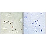 Immunohistochemistry - Anti-Proteasome alpha3 (phospho Ser250) Antibody (A1229) - Antibodies.com