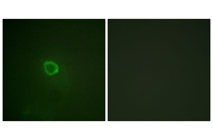 Immunofluorescence - Anti-IL-13R alpha1 (phospho Tyr405) Antibody (A1057) - Antibodies.com