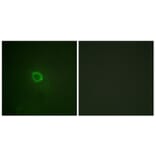 Immunofluorescence - Anti-IL-13R alpha1 (phospho Tyr405) Antibody (A1057) - Antibodies.com