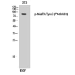 Western Blot - Anti-MER (phospho Tyr749 + Tyr681) Antibody (A8138) - Antibodies.com