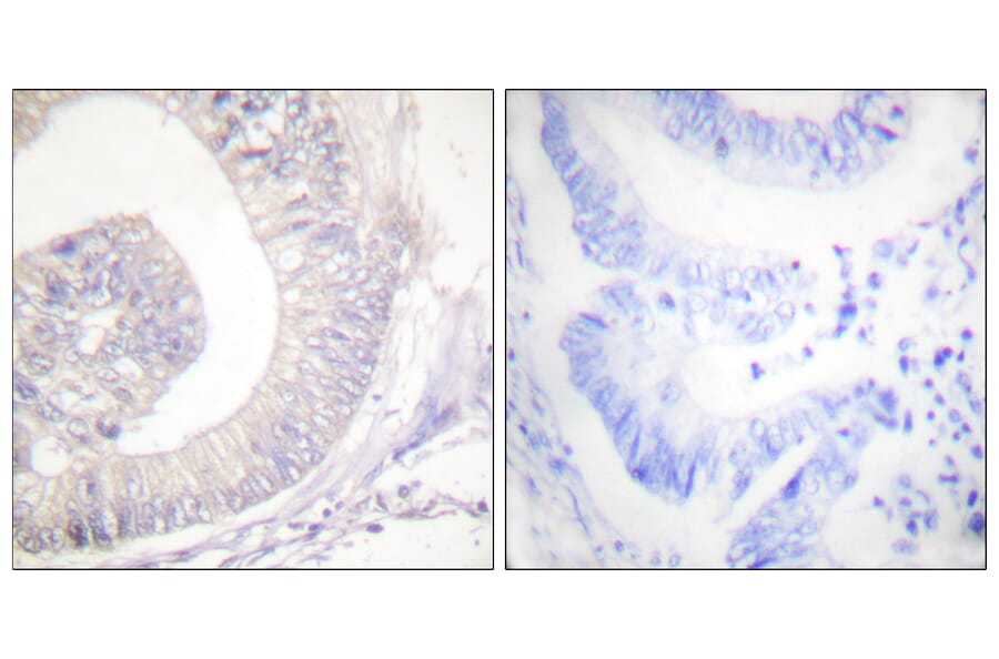 Immunohistochemistry - Anti-HSL (phospho Ser855 + Ser554) Antibody (A0074) - Antibodies.com