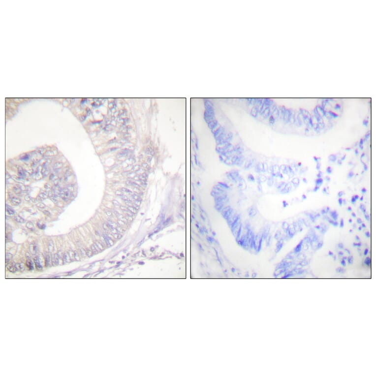 Immunohistochemistry - Anti-HSL (phospho Ser855 + Ser554) Antibody (A0074) - Antibodies.com