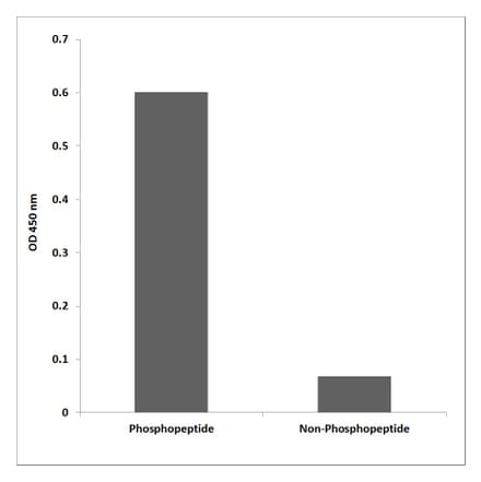 ELISA - Anti-Catenin-beta (phospho Tyr489) Antibody (P12-1086) - Antibodies.com