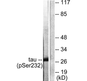 Western Blot - Anti-14-3-3 theta (phospho Ser232) Antibody (A0758) - Antibodies.com