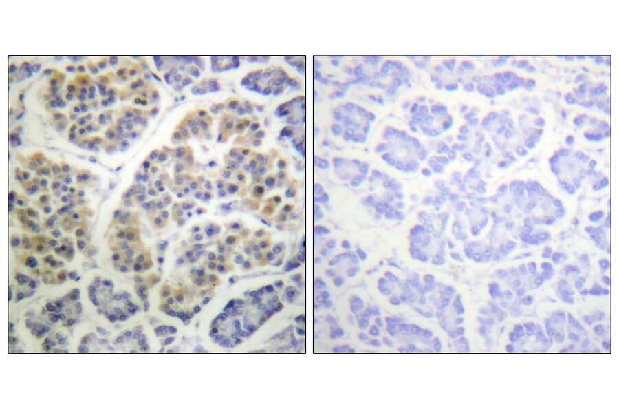 Immunohistochemistry - Anti-14-3-3 theta (phospho Ser232) Antibody (A0758) - Antibodies.com
