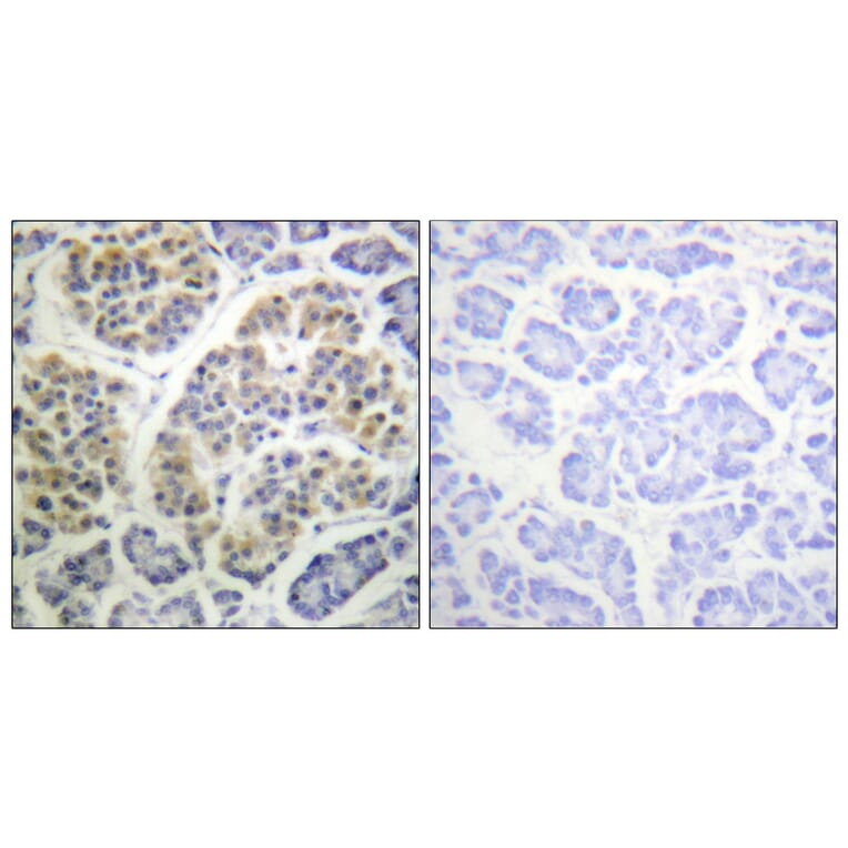 Immunohistochemistry - Anti-14-3-3 theta (phospho Ser232) Antibody (A0758) - Antibodies.com