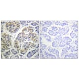 Immunohistochemistry - Anti-14-3-3 theta (phospho Ser232) Antibody (A0758) - Antibodies.com