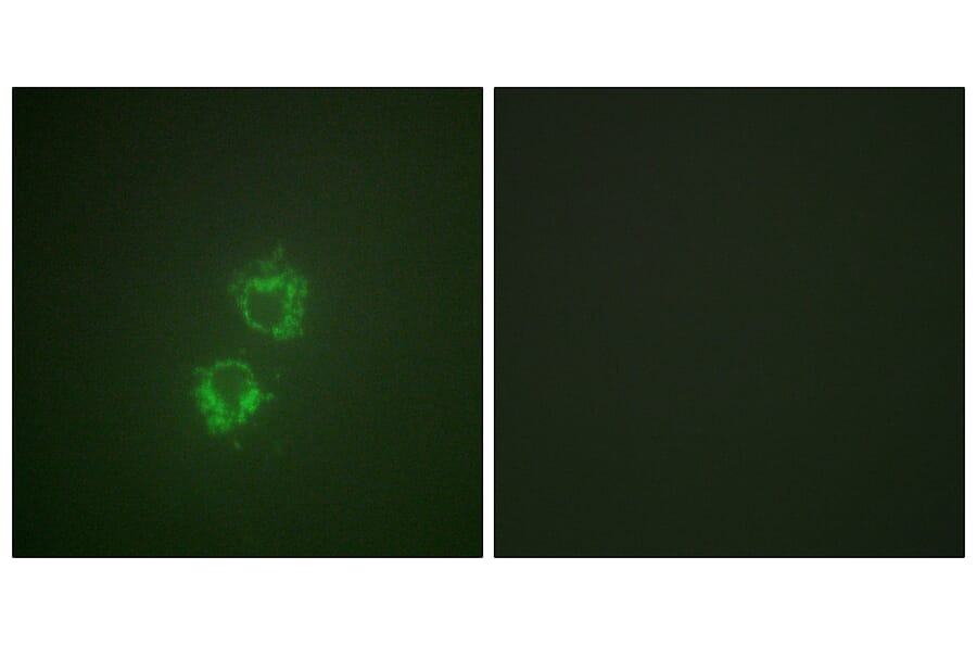 Immunofluorescence - Anti-14-3-3 theta (phospho Ser232) Antibody (A0758) - Antibodies.com