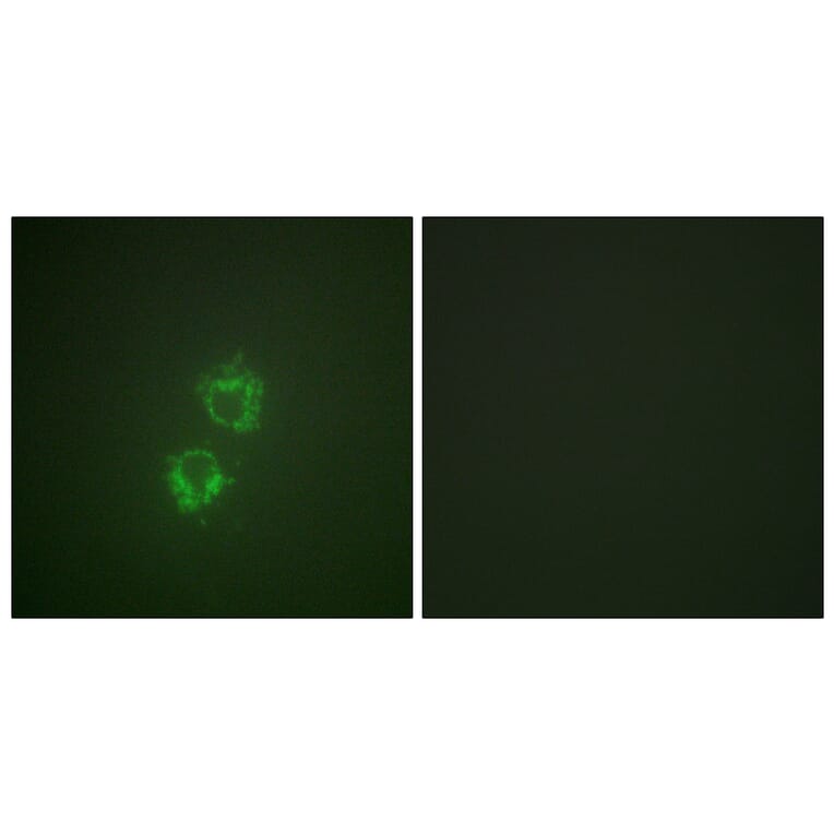 Immunofluorescence - Anti-14-3-3 theta (phospho Ser232) Antibody (A0758) - Antibodies.com