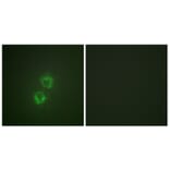 Immunofluorescence - Anti-14-3-3 theta (phospho Ser232) Antibody (A0758) - Antibodies.com