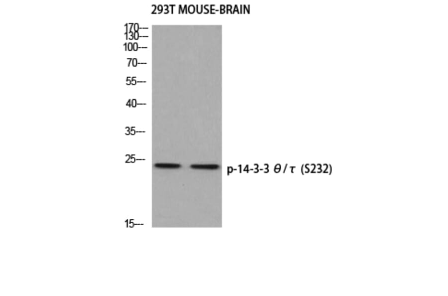 Western Blot - Anti-14-3-3 theta (phospho Ser232) Antibody (A0758) - Antibodies.com