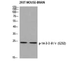 Western Blot - Anti-14-3-3 theta (phospho Ser232) Antibody (A0758) - Antibodies.com
