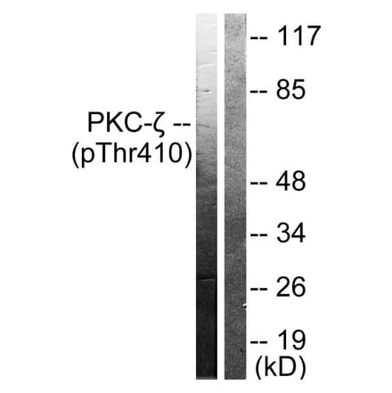 Western Blot - Anti-PKC zeta (phospho Thr410) Antibody (A0023) - Antibodies.com