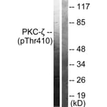 Western Blot - Anti-PKC zeta (phospho Thr410) Antibody (A0023) - Antibodies.com