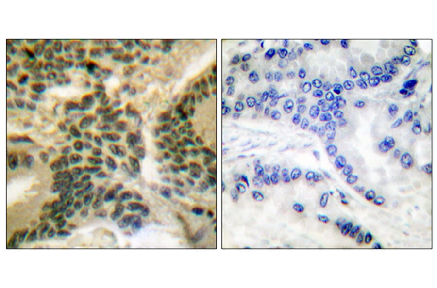 Immunohistochemistry - Anti-PKC zeta (phospho Thr410) Antibody (A0023) - Antibodies.com
