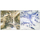 Immunohistochemistry - Anti-PKC zeta (phospho Thr410) Antibody (A0023) - Antibodies.com