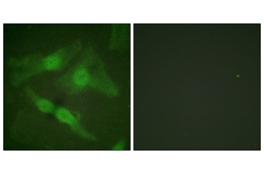 Immunofluorescence - Anti-PKC zeta (phospho Thr410) Antibody (A0023) - Antibodies.com